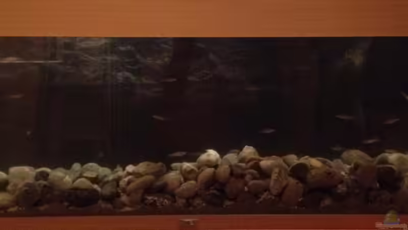 Aquarium Alabama cold river (Nur noch Beispiel) von Tobias Sch. (3)