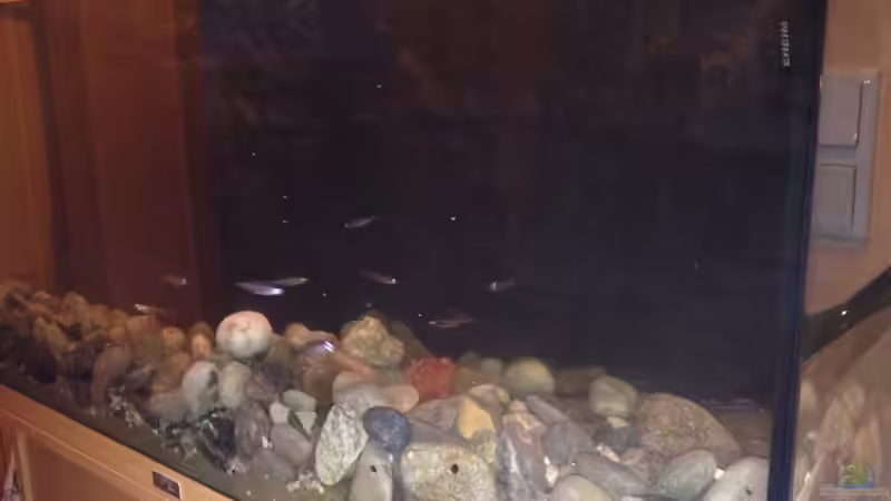 Aquarium Alabama cold river (Nur noch Beispiel) von Tobias Sch. (4)