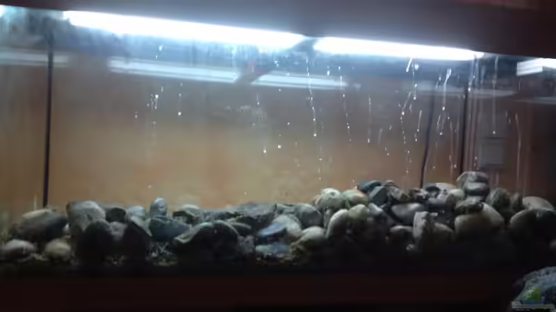 Aquarium Alabama cold river (Nur noch Beispiel) von Tobias Sch. (5)