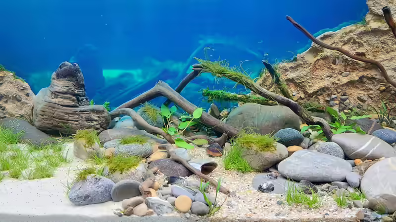 Aquarium Aliran von bergfrau (3)