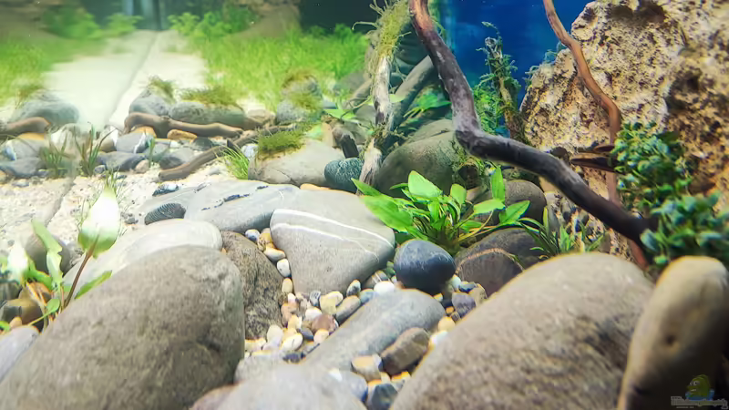 Aquarium Aliran von bergfrau (6)