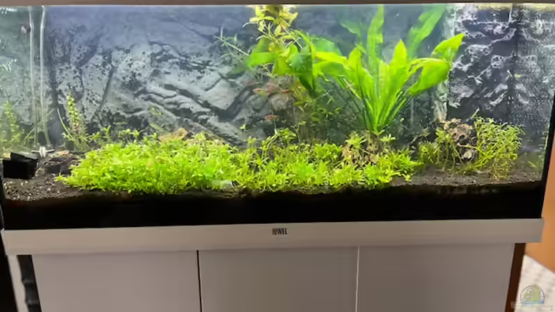 Aquarium allgemein