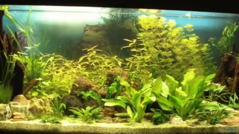 Aquarium Altes Aquarium aus 2002 von Thomas Schindler (2)