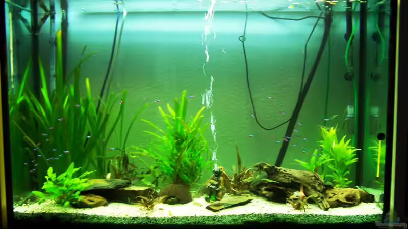 Aquarium Altes Becken in neuem Glanz von Sandmantm (2)
