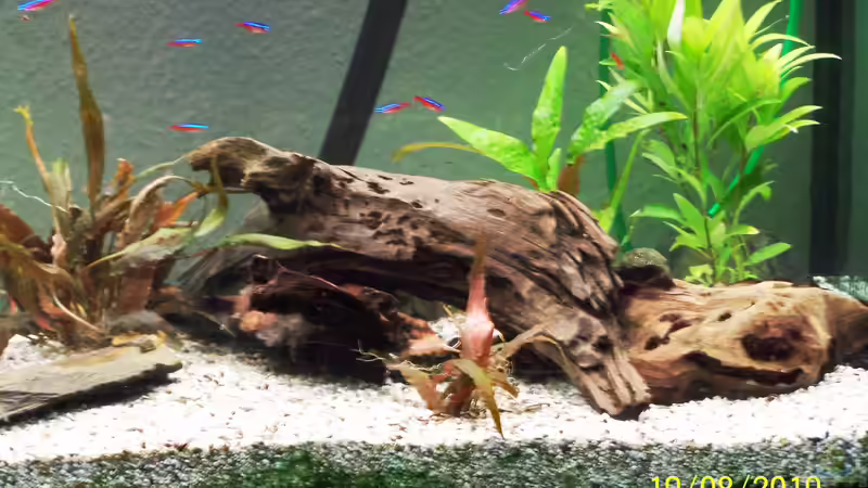 Aquarium Altes Becken in neuem Glanz von Sandmantm (3)