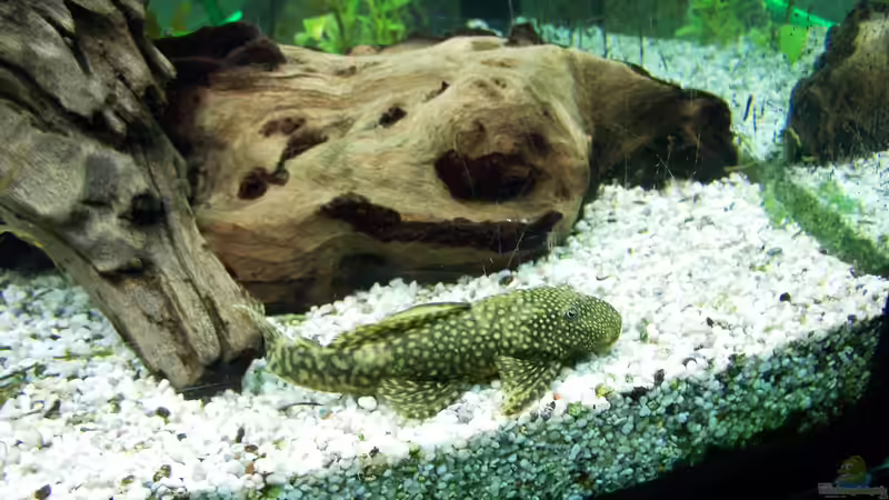 Aquarium Altes Becken in neuem Glanz von Sandmantm (6)