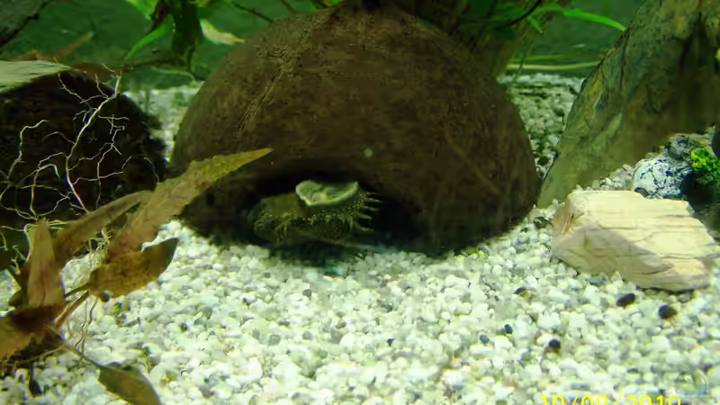 Aquarium Altes Becken in neuem Glanz von Sandmantm (7)