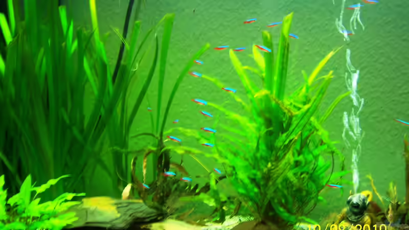 Aquarium Altes Becken in neuem Glanz von Sandmantm (9)