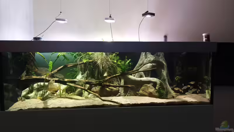 Aquarium Altifrons (aufgelöst (Fische sind umgezogen) von JonnyGranato (6)