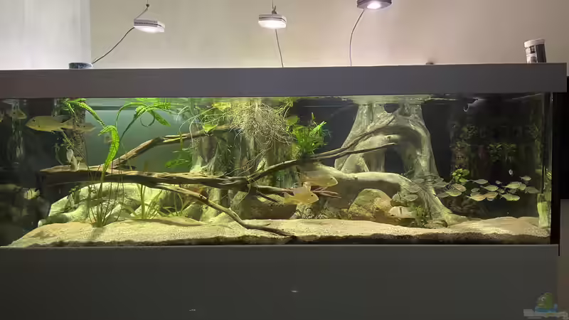 Aquarium Altifrons von JonnyGranato (3)