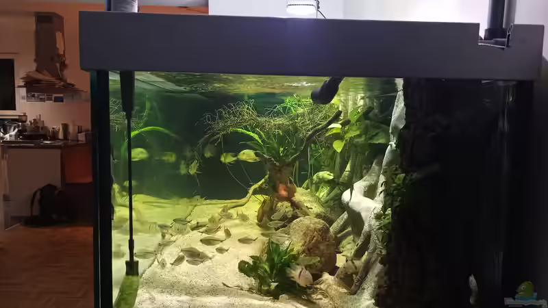 Aquarium Altifrons von JonnyGranato (4)