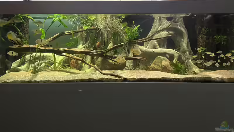 Aquarium Altifrons von JonnyGranato (5)