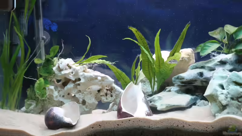 Aquarium Altolamprologus Gombe red Tanganjika von fisch (3)