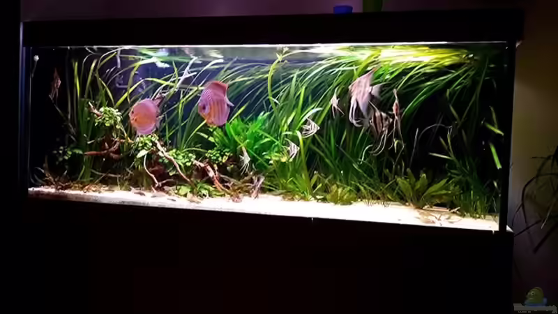Aquarium Altum von Dani B (3)