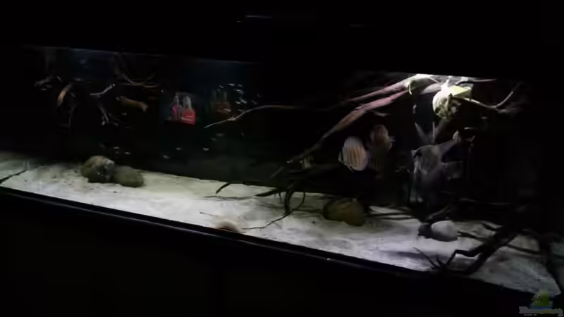 Aquarium Altum Wurzelbiotop von Der Fischer (10)