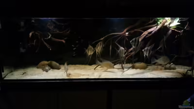 Aquarium Altum Wurzelbiotop von Der Fischer (12)