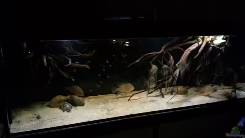 Aquarium Altum Wurzelbiotop von Der Fischer (13)