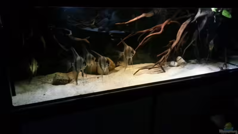 Aquarium Altum Wurzelbiotop von Der Fischer (14)