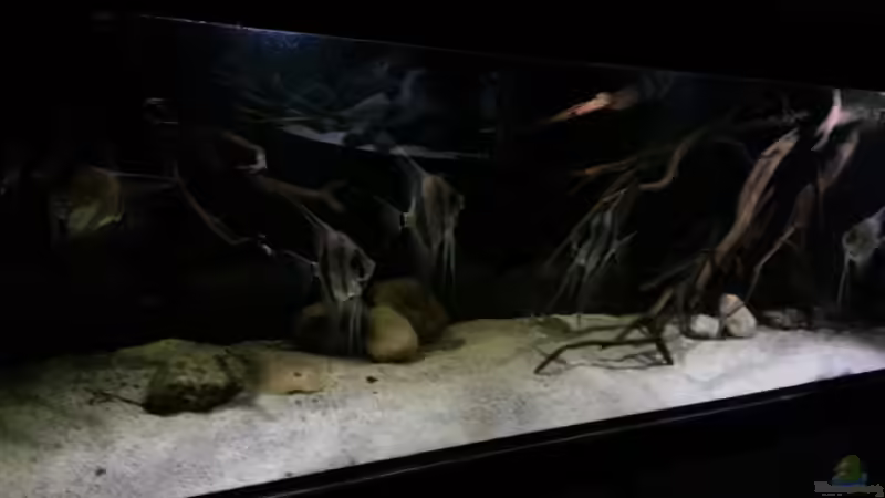 Aquarium Altum Wurzelbiotop von Der Fischer (15)