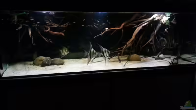 Aquarium Altum Wurzelbiotop von Der Fischer (3)