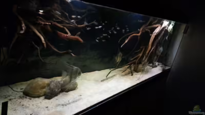 Aquarium Altum Wurzelbiotop von Der Fischer (5)