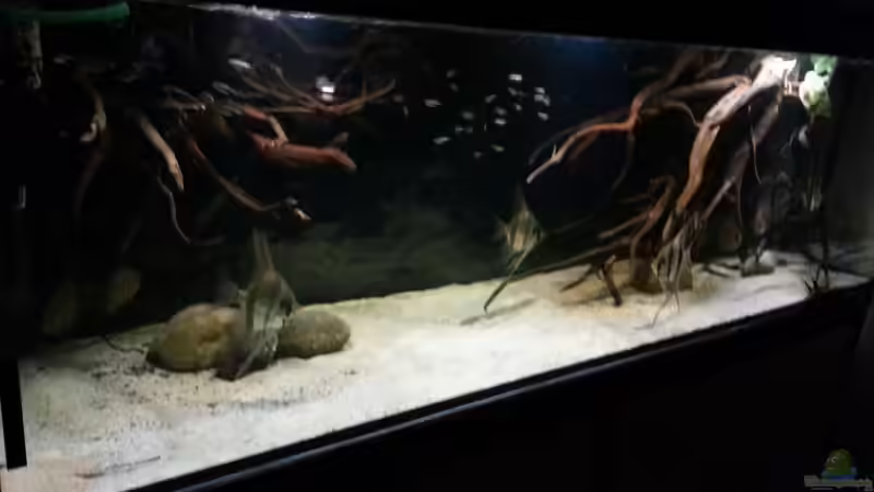 Aquarium Altum Wurzelbiotop von Der Fischer (7)