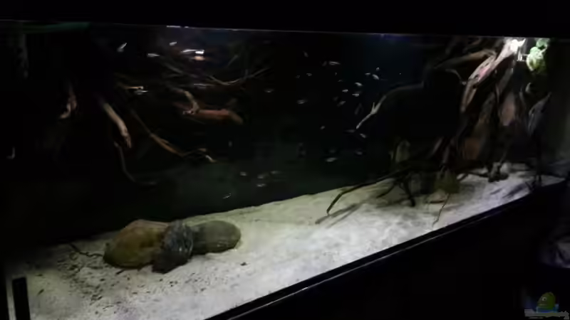 Aquarium Altum Wurzelbiotop von Der Fischer (8)