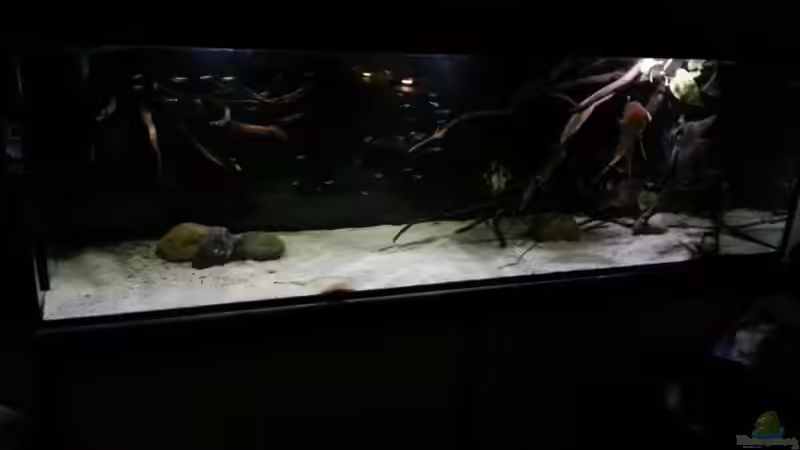 Aquarium Altum Wurzelbiotop von Der Fischer (9)