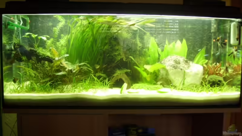 Aquarium Am. Sonntag den 21.4.2007 von Marcel Wilke (2)