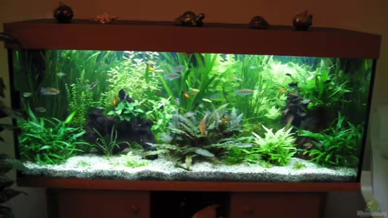 Aquarium am 01.12.2005 von Zahnkarpfen- Fee (4)