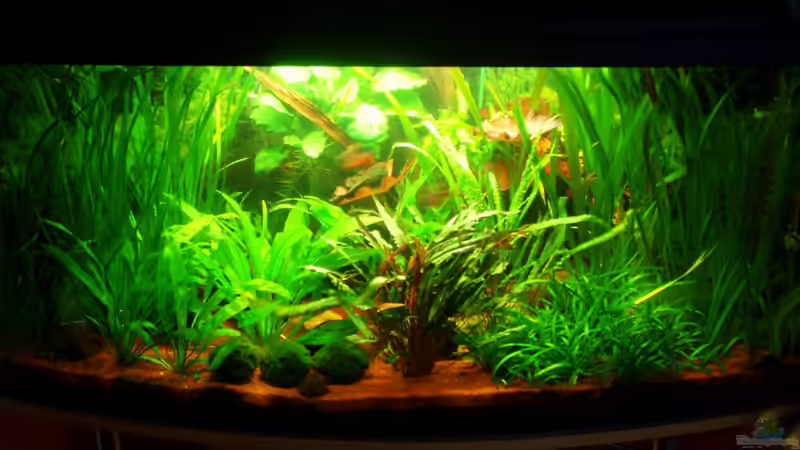 Aquarium am 03.01.10 nur mit hinterem Leuchtbalken von ~Marco~ (8)