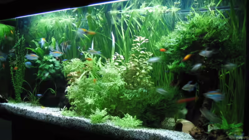 Aquarium am 03.01.2007 von Zahnkarpfen- Fee (6)