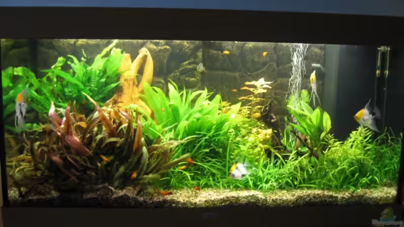 Aquarium am 03.12.2008 von Katja Tyka (9)