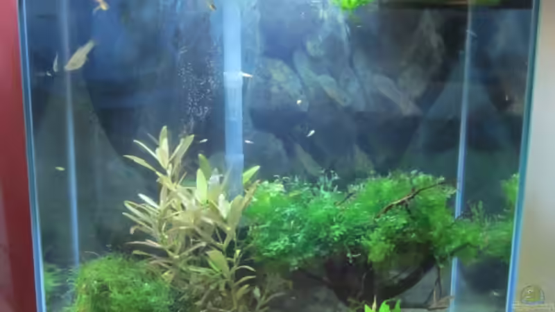 Aquarium am 06.01.2012 von Zahnkarpfen- Fee (2)