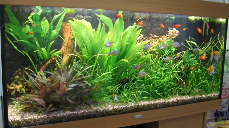 Aquarium am 07.11.2007 von Katja Tyka (8)