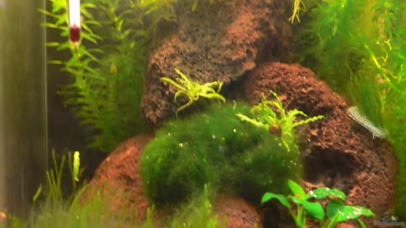 Aquarium am 07.11.2010 von Max Wolf (6)