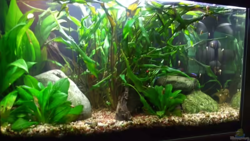 Aquarium am 08.10.08