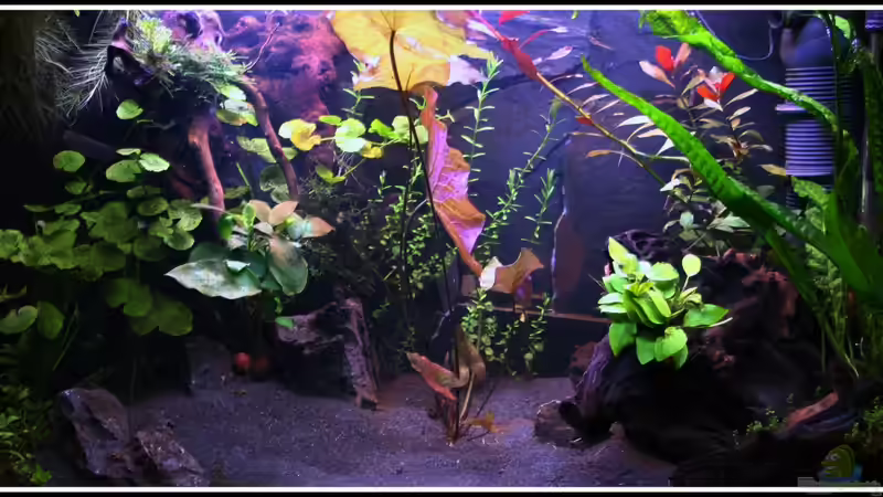 Aquarium am 09.07.2012 von mooni (1)