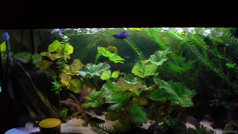 Aquarium am 11.10.2010 von Max Wolf (4)