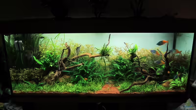 Aquarium am 13.02.2012 von Zahnkarpfen- Fee (12)