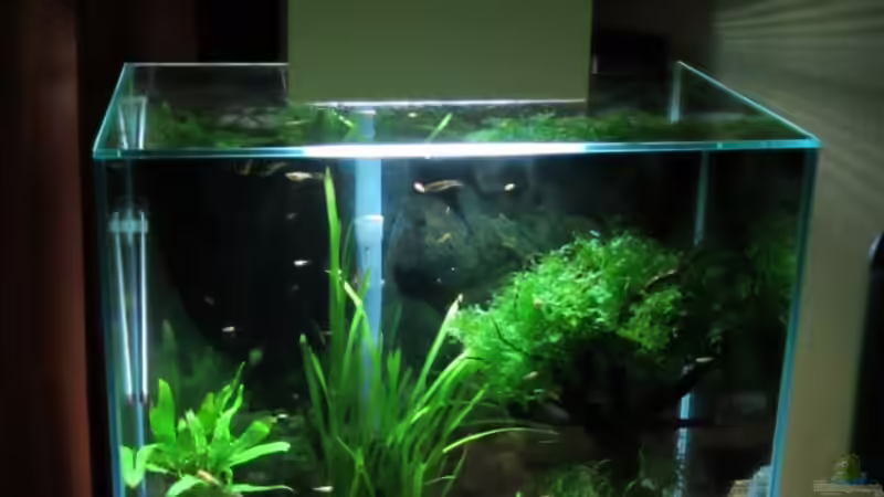 Aquarium am 15.01.2012 von Zahnkarpfen- Fee (5)