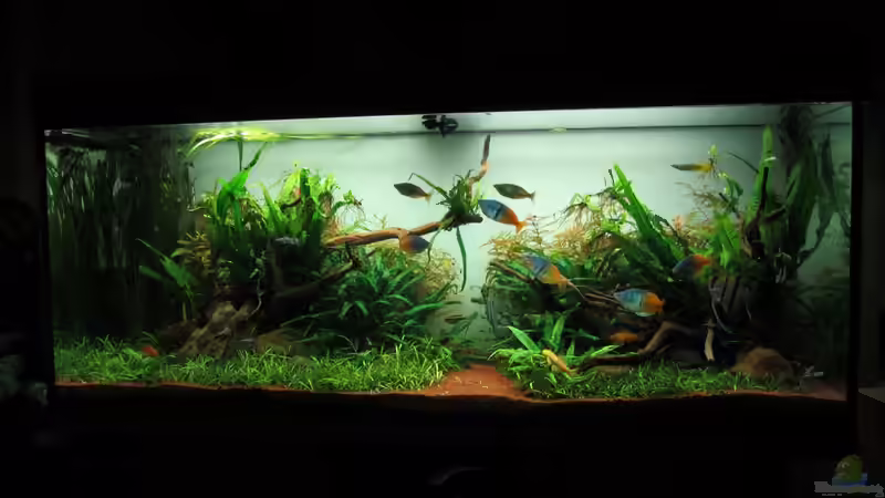 Aquarium am 15.01.2012 von Zahnkarpfen- Fee (9)