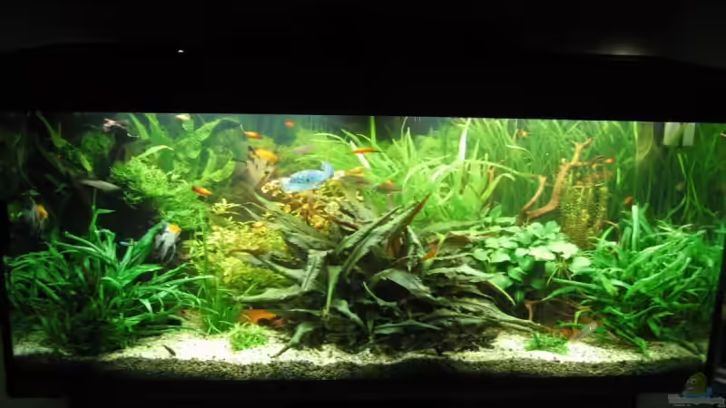 Aquarium am 16.01.2009 von Zahnkarpfen- Fee (7)