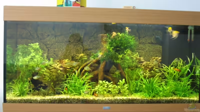 Aquarium am 16.05.2007 von Katja Tyka (7)