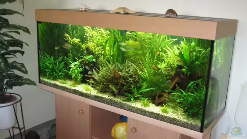 Aquarium am 16.10.2005 von Zahnkarpfen- Fee (3)