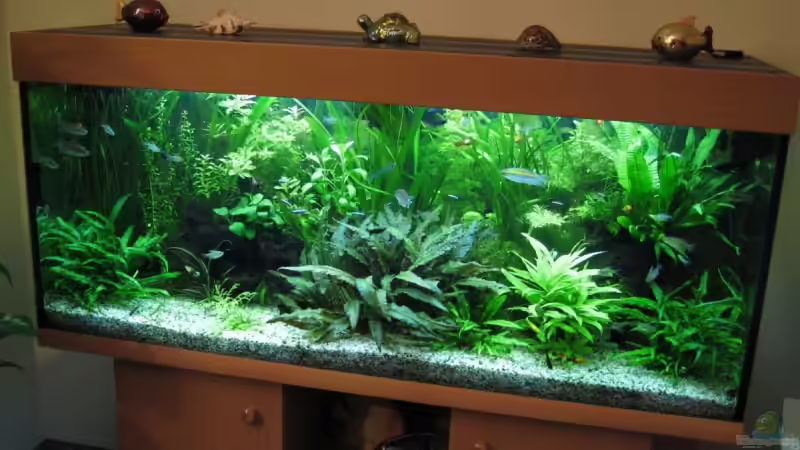 Aquarium am 19.01.2006 von Zahnkarpfen- Fee (5)