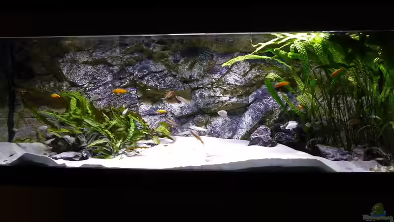 Aquarium am 2.1.2016 von spriggina (4)