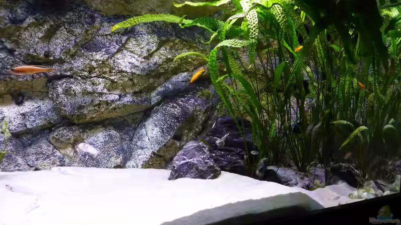 Aquarium am 2.1.2016 von spriggina (8)