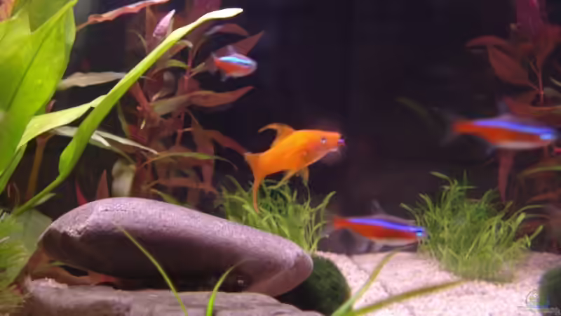 Aquarium am 2.März 2009 Seite  von Bege (2)