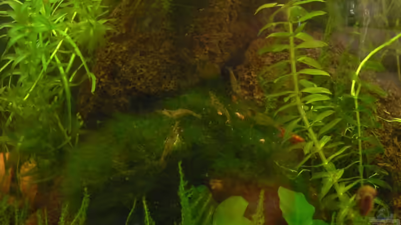 Aquarium am 20.022011 von Max Wolf (3)